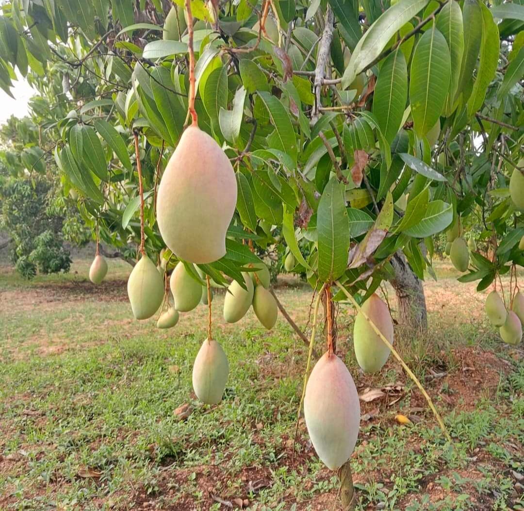 Totapuri Mango Plant