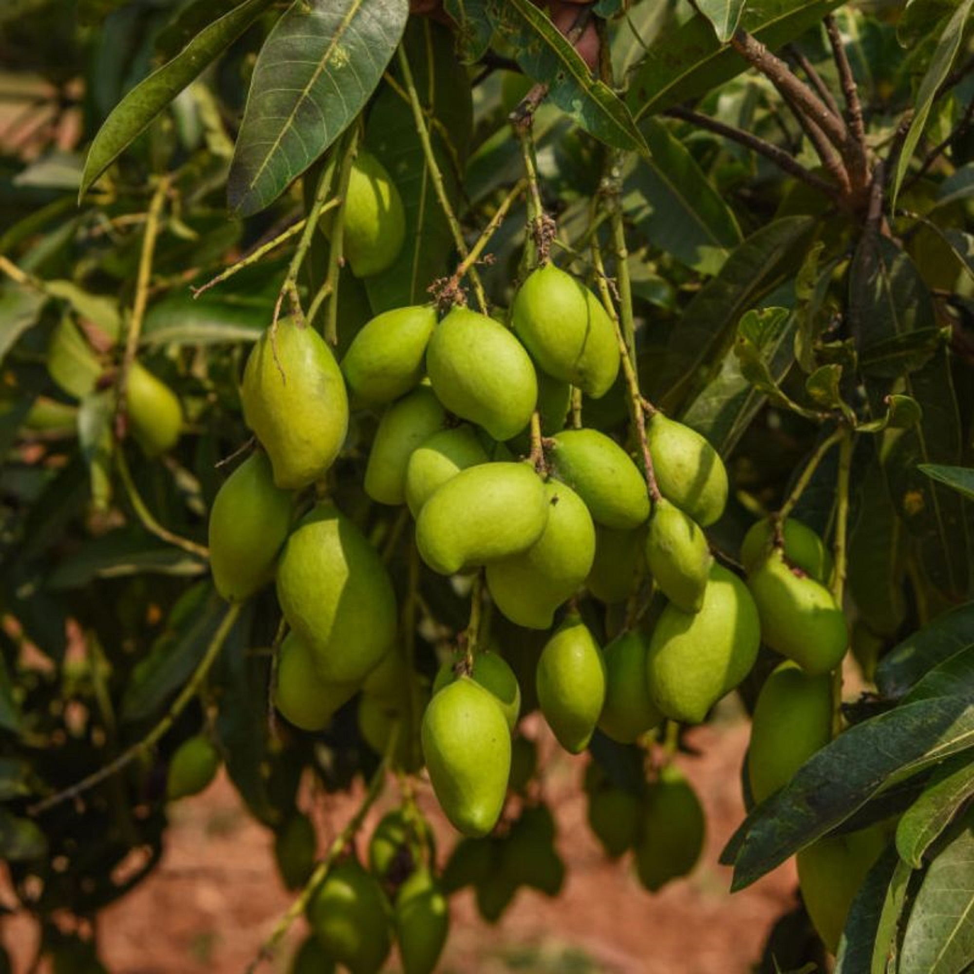 Appe Midi Mango Plants