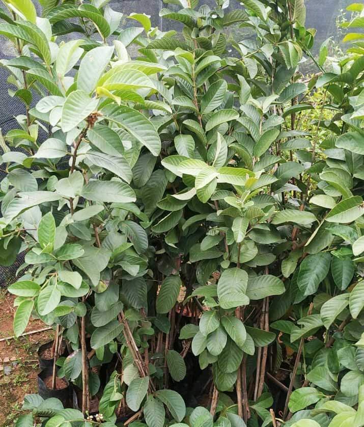 l49 Guava Plants