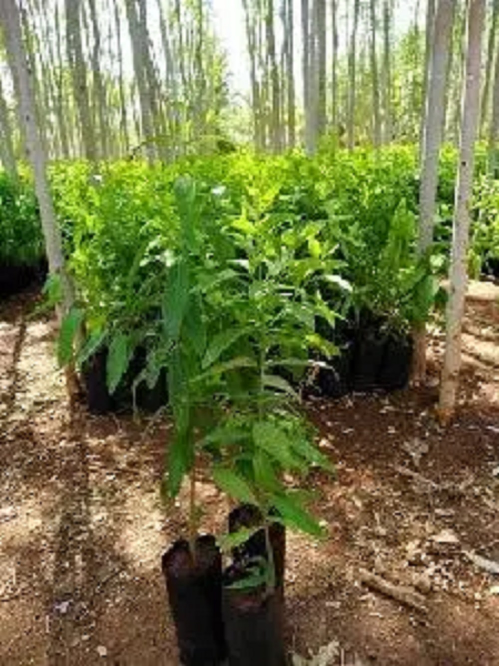 White Sandalwood Plants